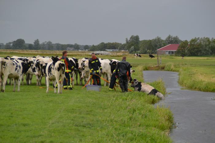 Koe kiest het ruime sop