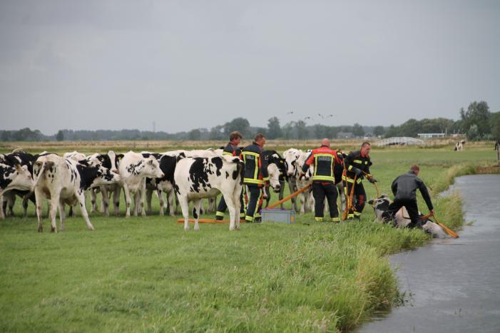 Koe kiest het ruime sop