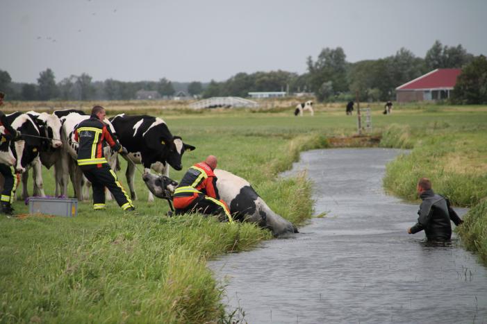 Koe kiest het ruime sop