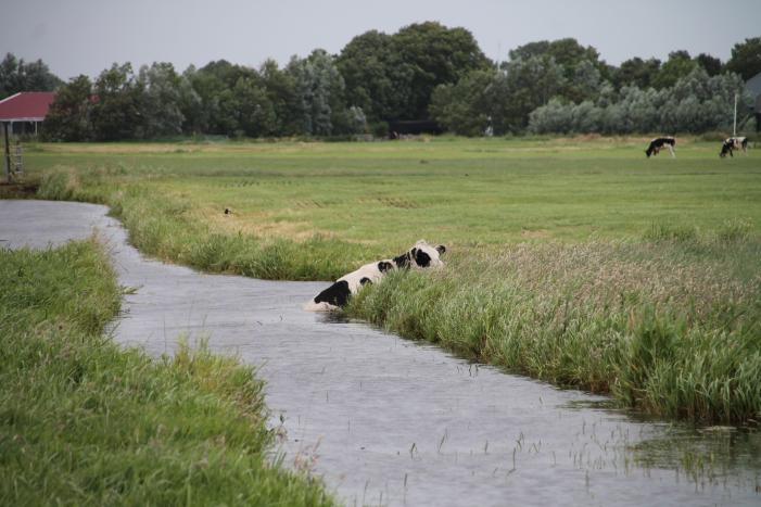 Koe kiest het ruime sop