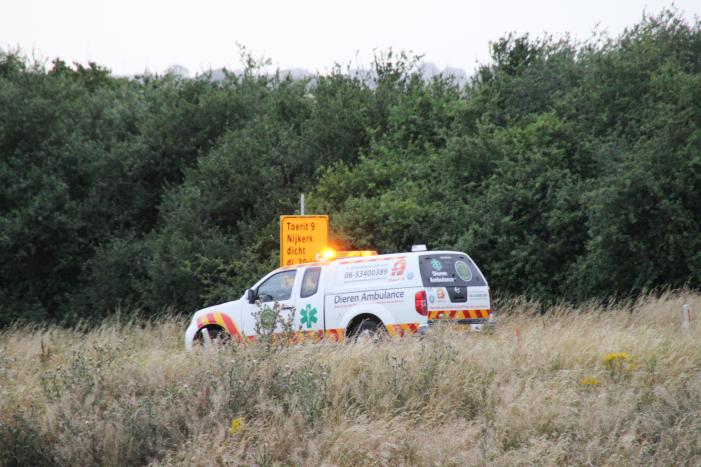 Grote zoekactie naar onder auto vandaan gevallen kitten