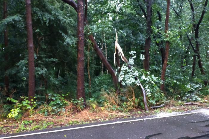 Omgewaaide boom verspert weg