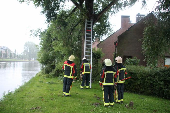 Grote tak van boom afgescheurd
