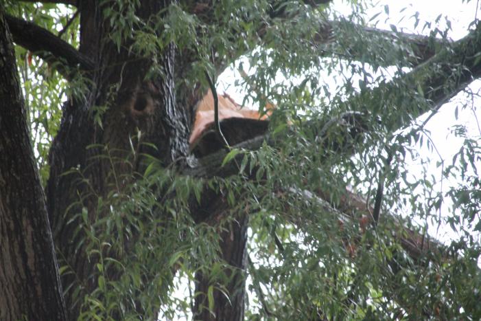 Grote tak van boom afgescheurd