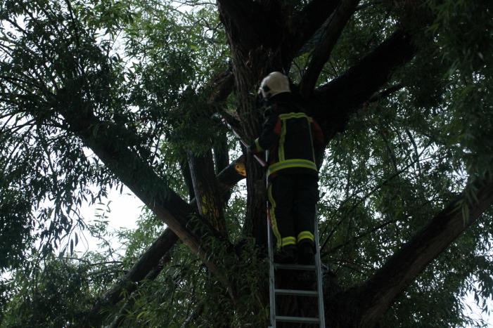 Grote tak van boom afgescheurd