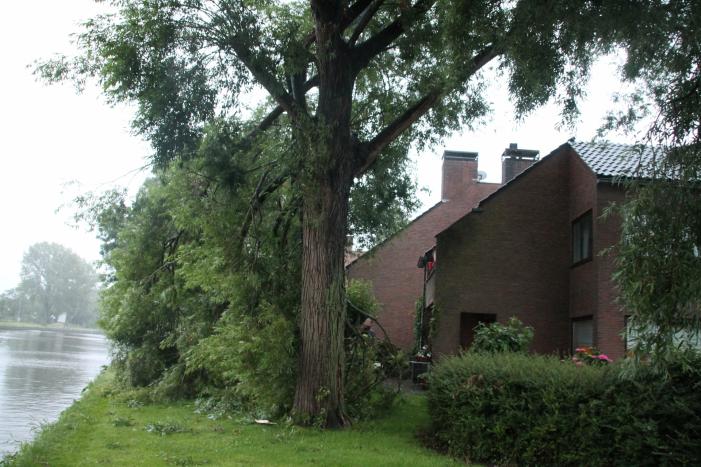 Grote tak van boom afgescheurd