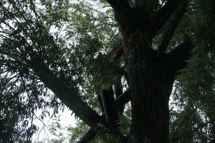 Grote tak van boom afgescheurd