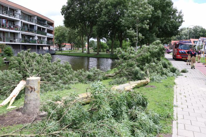 Boom waait om door harde wind