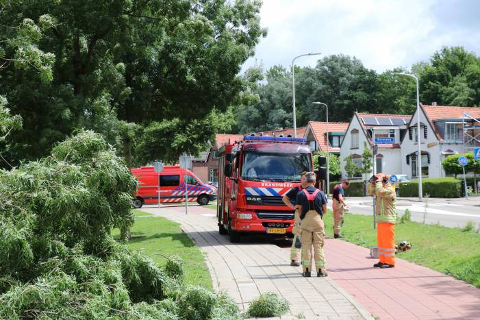 Boom waait om door harde wind