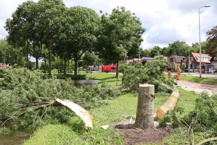 Boom waait om door harde wind