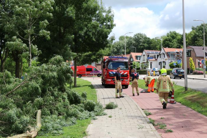 Boom waait om door harde wind