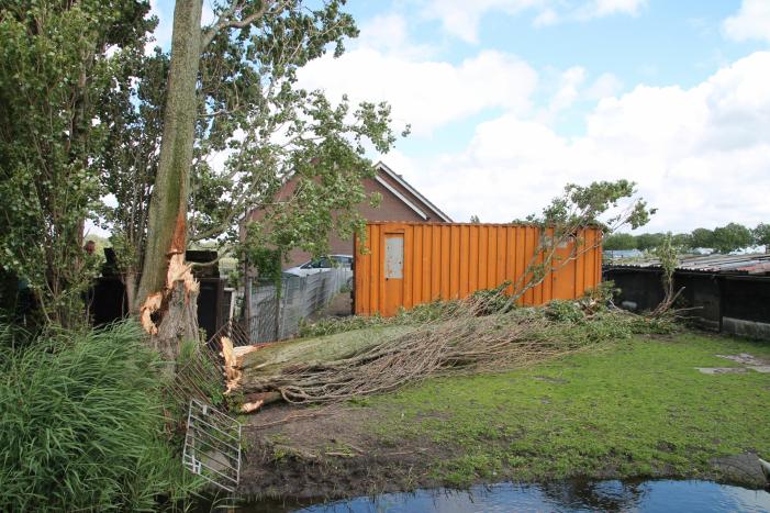 Grote boom valt op container