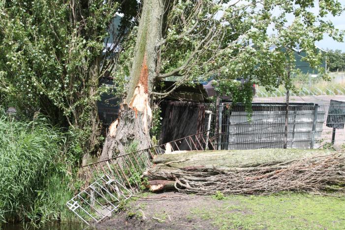 Grote boom valt op container
