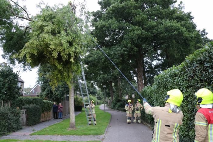 Meerdere gevaarlijk hangende takken verwijderd