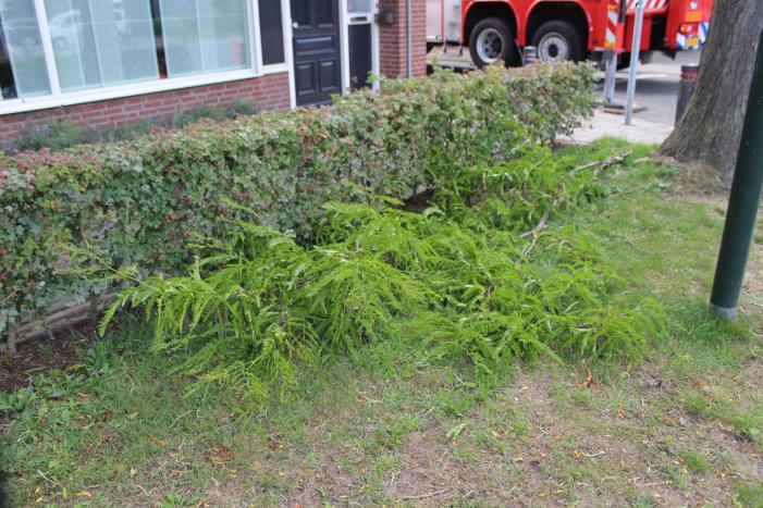 Levensgevaarlijk tak verwijdert met hoogwerker