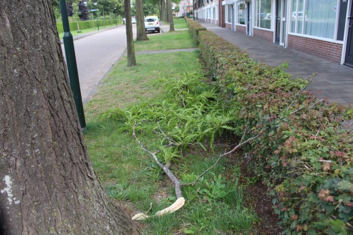 Levensgevaarlijk tak verwijdert met hoogwerker