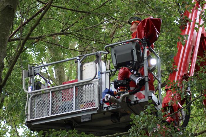 Kat vast in hoge boom