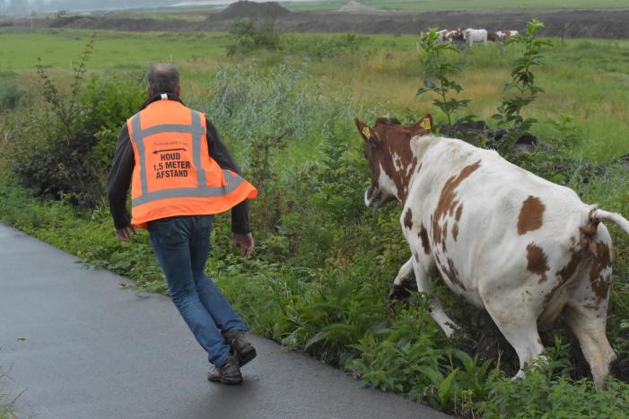 Koe neemt de benen
