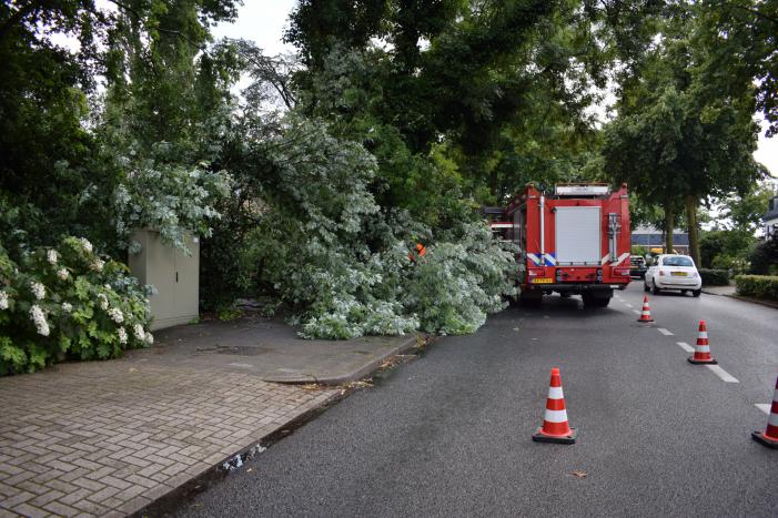 Boom ligt over wandelpad