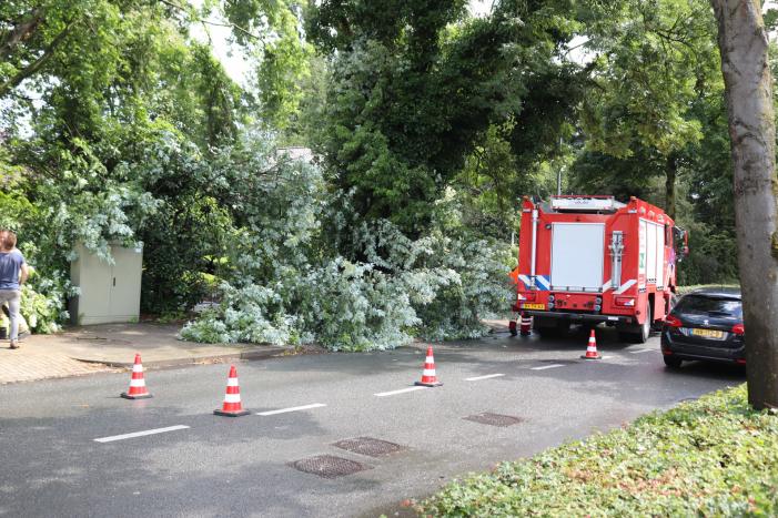 Boom ligt over wandelpad