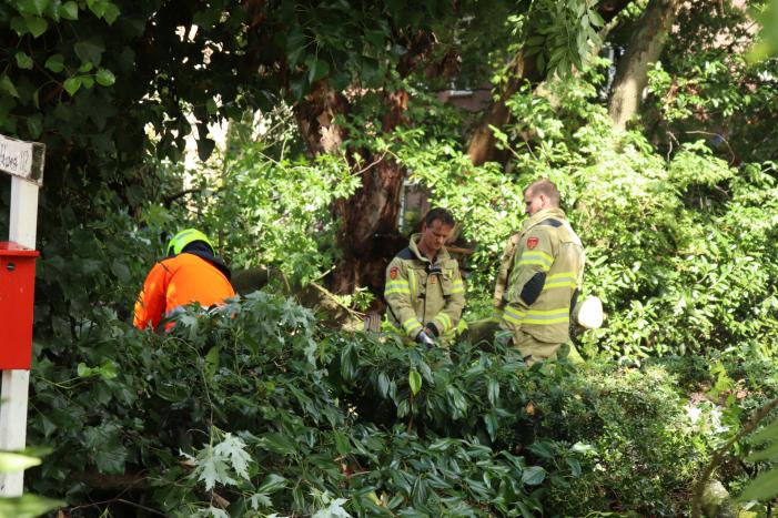 Boom ligt over wandelpad