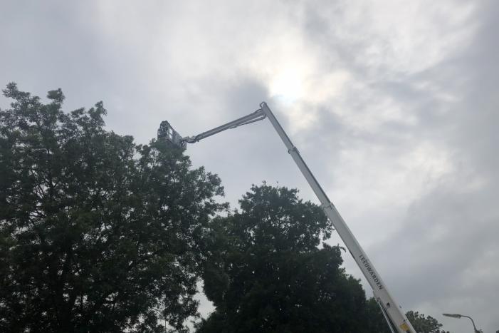 Papagaai met hoogwerker uit de boom gehaald
