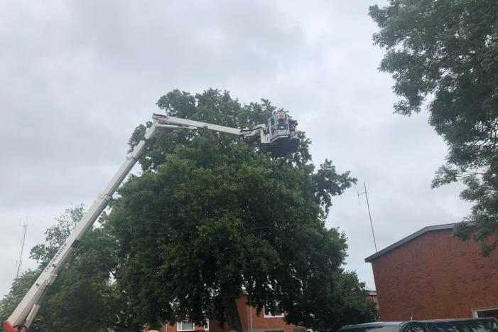 Papagaai met hoogwerker uit de boom gehaald