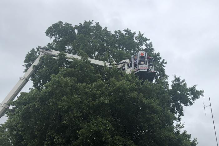Papagaai met hoogwerker uit de boom gehaald