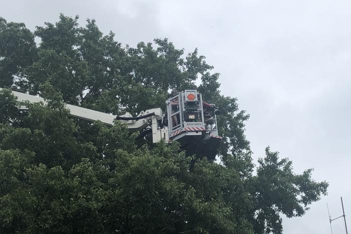 Papagaai met hoogwerker uit de boom gehaald