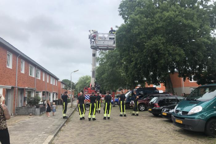 Papagaai met hoogwerker uit de boom gehaald