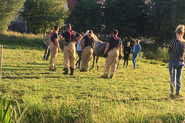 Paard belandt in sloot