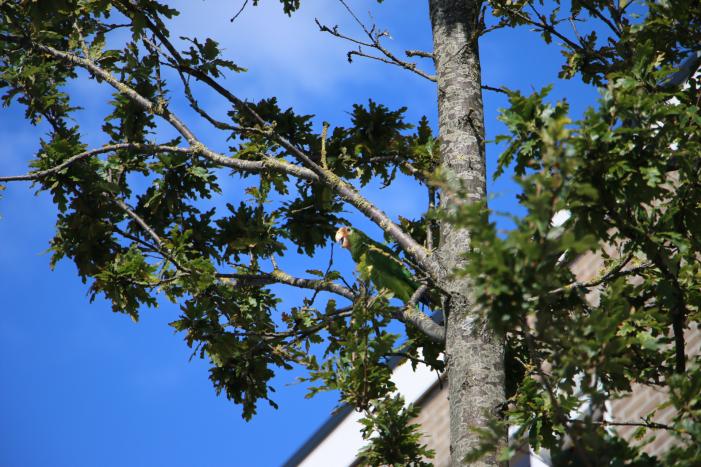 Papegaai uit boom gered