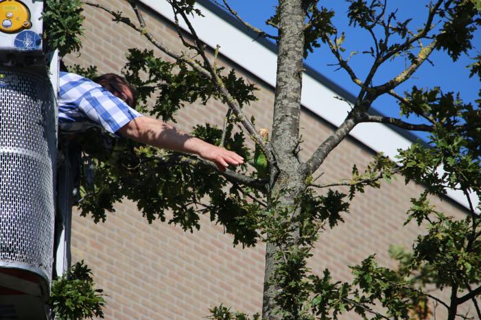 Papegaai uit boom gered