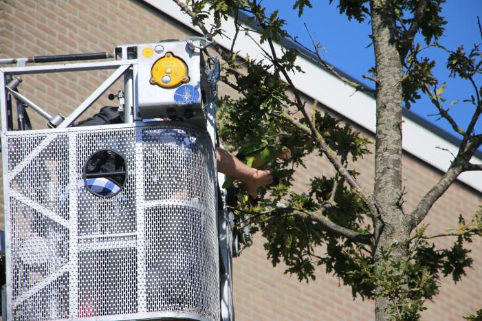 Papegaai uit boom gered