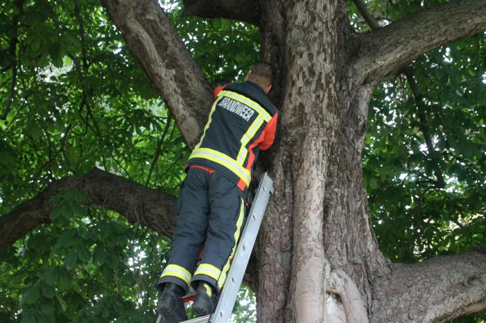 Kat uit boom gered