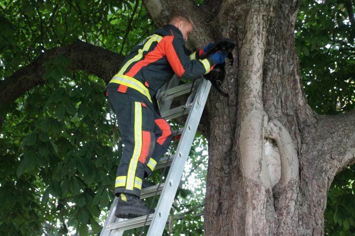 Kat uit boom gered