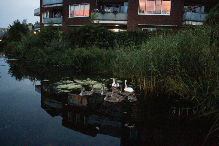 Brandweer bevrijd vastzittende jonge zwaan