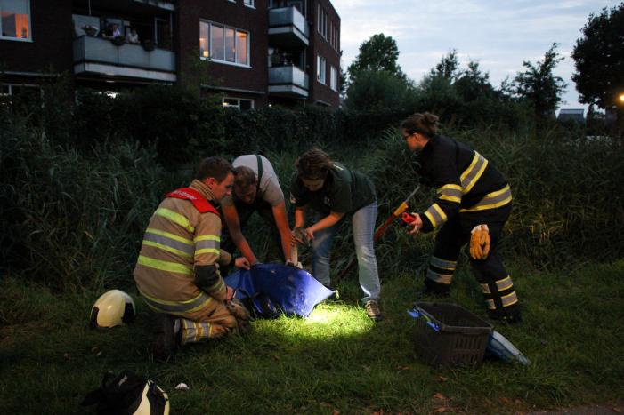 Brandweer bevrijd vastzittende jonge zwaan