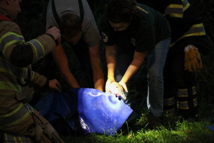 Brandweer bevrijd vastzittende jonge zwaan