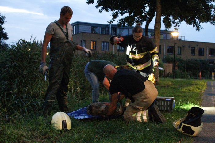 Brandweer bevrijd vastzittende jonge zwaan