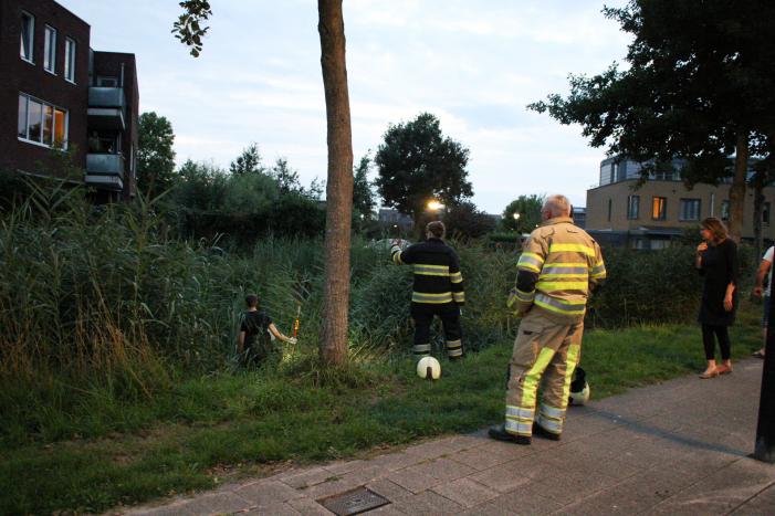 Brandweer bevrijd vastzittende jonge zwaan
