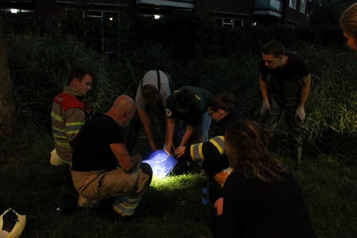 Brandweer bevrijd vastzittende jonge zwaan