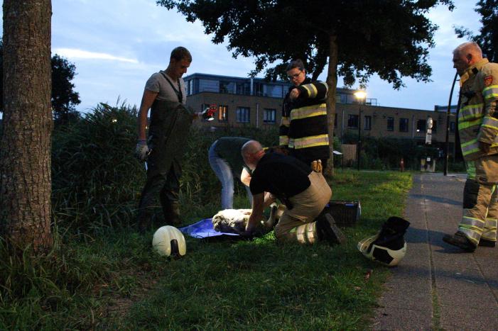 Brandweer bevrijd vastzittende jonge zwaan