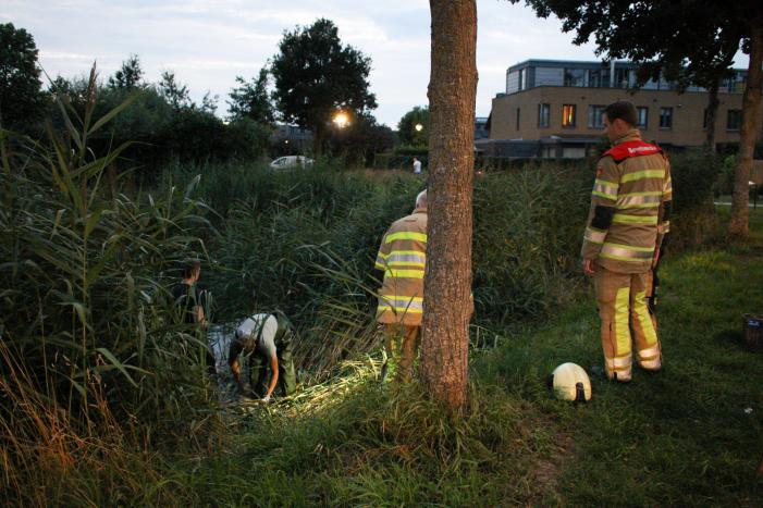 Brandweer bevrijd vastzittende jonge zwaan
