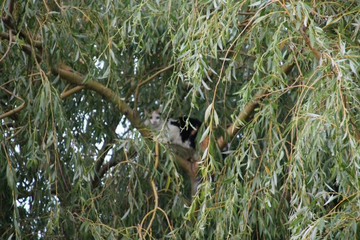 Brandweer redt kat uit boom