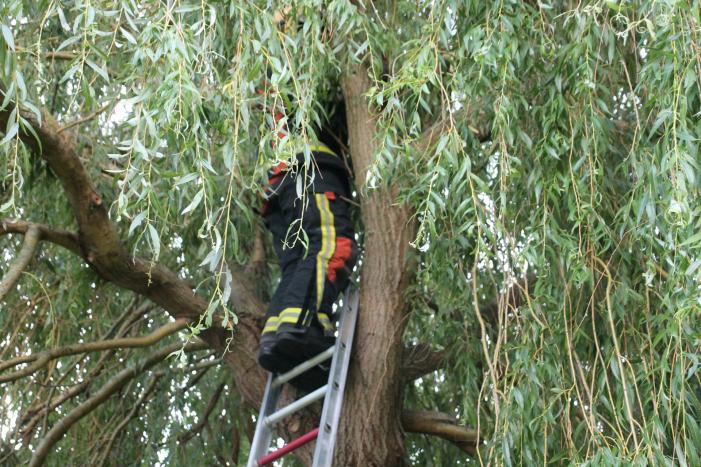 Brandweer redt kat uit boom