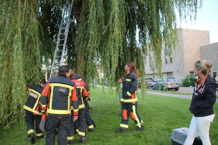 Brandweer redt kat uit boom