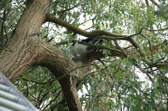 Brandweer redt kat uit boom