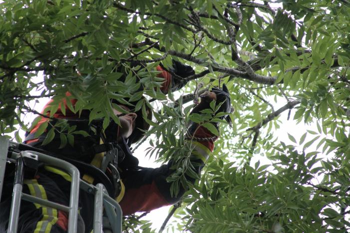 Vastzittende vogel door brandweer uit boom bevrijdt