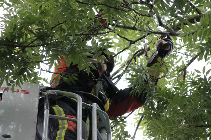Vastzittende vogel door brandweer uit boom bevrijdt